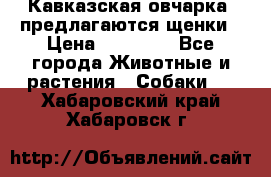 Кавказская овчарка -предлагаются щенки › Цена ­ 20 000 - Все города Животные и растения » Собаки   . Хабаровский край,Хабаровск г.